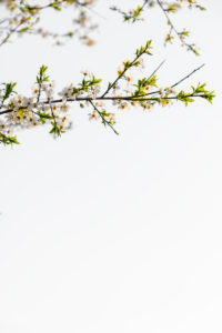 Flowers of a wild cherry Flowers of a wild cherry